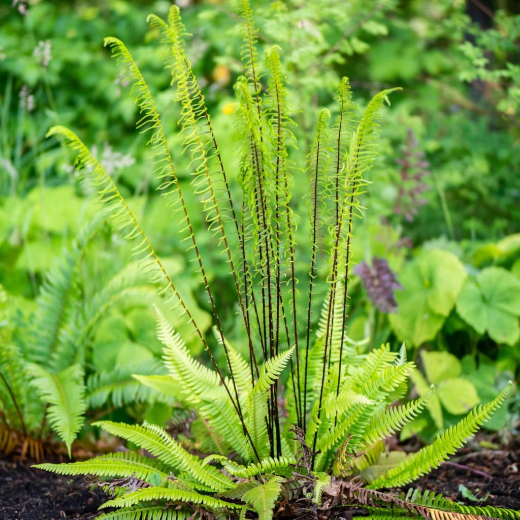 blechnum spicant